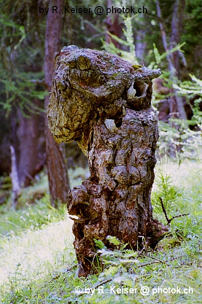 Baumstrunk, Susch, Graubünden, Schweiz