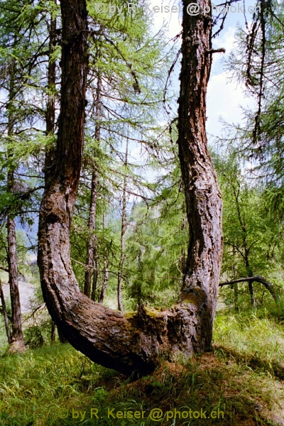 Susch, Graubnden, Schweiz