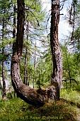 Susch Graubünden Schweiz