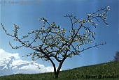 Apfelbaum  Obbrgen  Nidwalden  Schweiz  (Frhling)