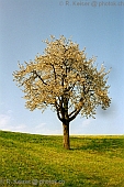 Apfelbaum  Buochs  Nidwalden  Schweiz