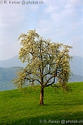 Birnbaum  Buochs  Nidwalden  Schweiz
