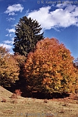 Bonaduz Graubnden Schweiz  (Herbst)