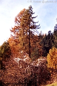 Brienz Graubnden Schweiz  (Herbst)