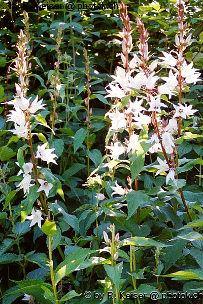 Glockenblume, Waltensburg, Graubnden, Schweiz