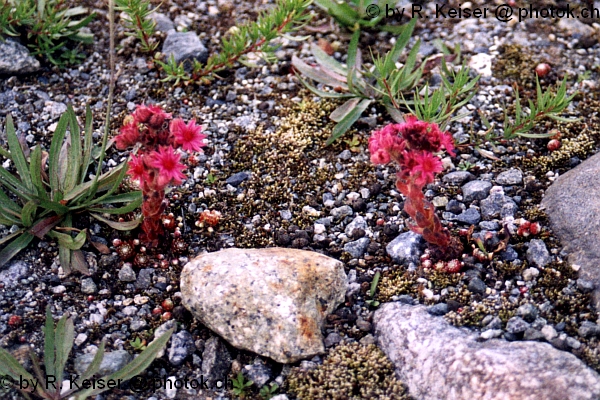 Berghauswurz, Pontresina, Graubnden, Schweiz