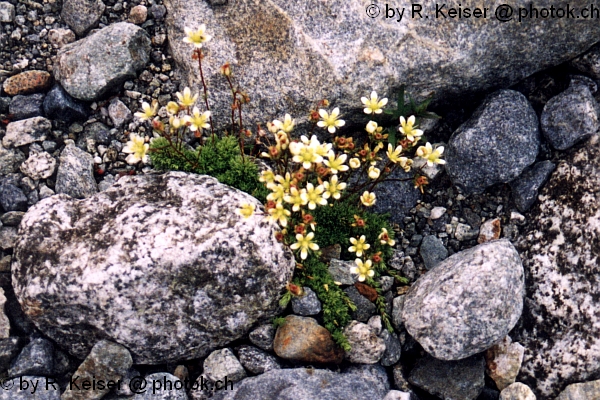 Steinbrech, Pontresina, Graubnden, Schweiz