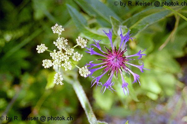 Bergkerbel und Flockenblume, Stanserhorn, Nidwalden, Schweiz