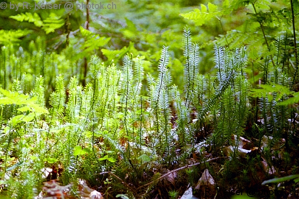 Jungwald Chapfensee, Mels, St.Gallen, Schweiz