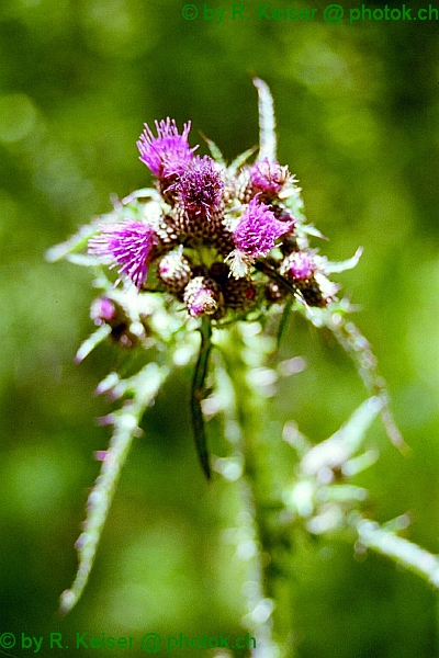 Kratzdistel, Valzeina, Graubnden, Schweiz