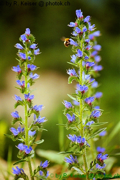 Blumen, Domat/Ems, Graubnden, Schweiz