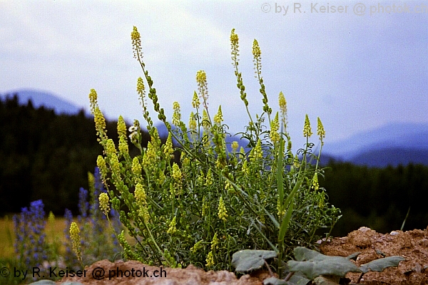 Blumen, Domat/Ems, Graubnden, Schweiz