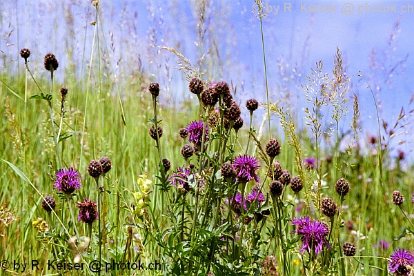 Witwenblumen, Dutjen, Valendas, Graubnden, Schweiz