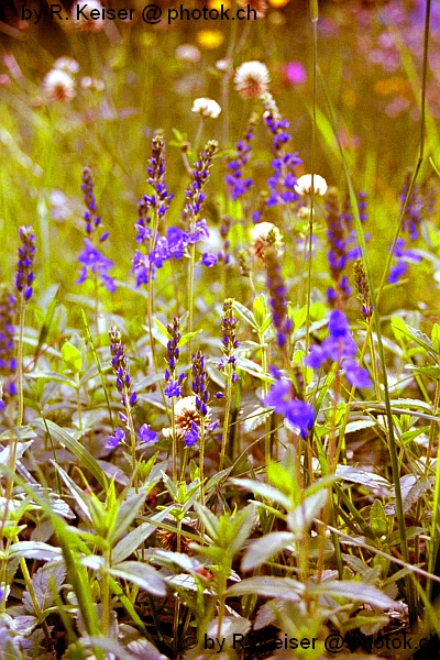 Blumenwiese, Domat/Ems, Graubnden, Schweiz