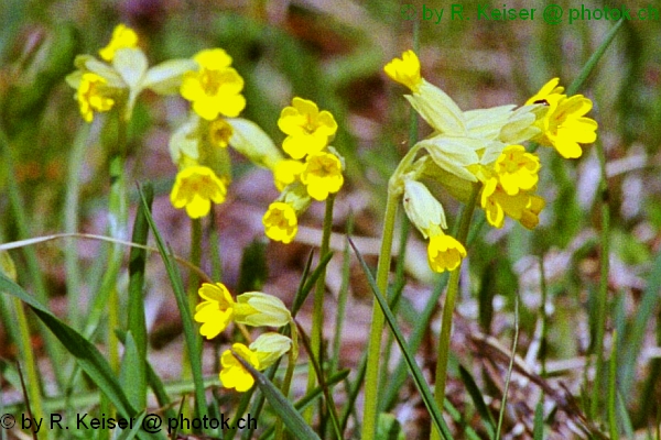 Schsselblumen, Paspels, Graubnden, Schweiz