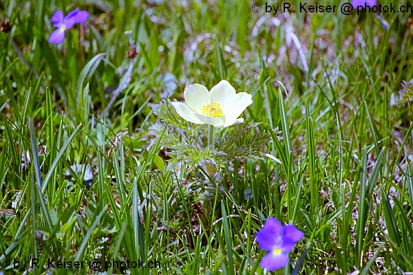 Blumenwiese, Andeer, Graubnden, Schweiz