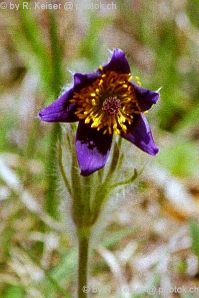 Anemone, Paspels, Graubnden, Schweiz