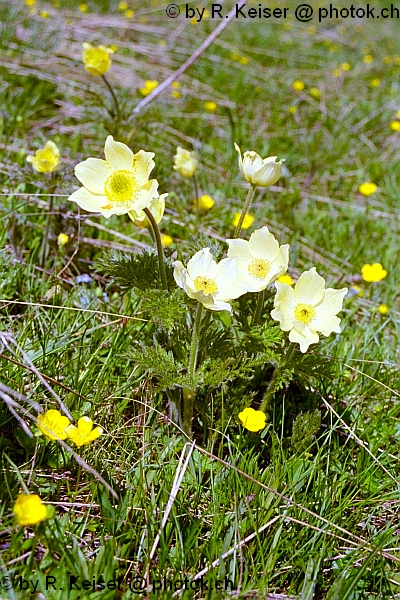 Blumenwiese, Andeer, Graubnden, Schweiz