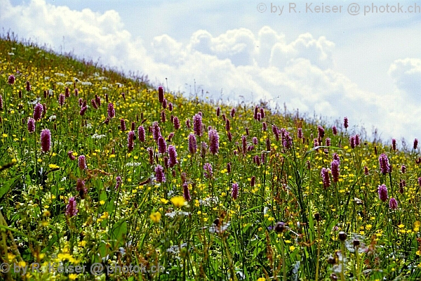 Wiesenknterich, Dutjen, Graubnden, Schweiz