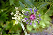 Bergkerbel und Flockenblume am Stanserhorn