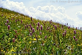 Blumenwiese mit Wiesenknterich