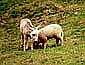 Esel und Schaf