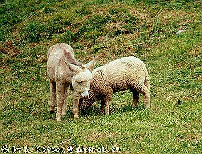 Esel und Schaf