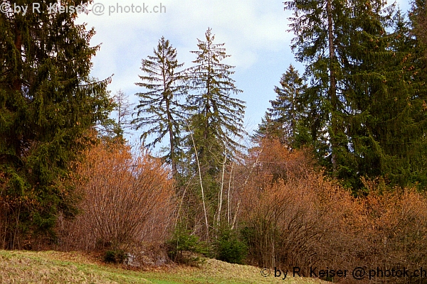 Trin-Mulin, Graubnden, Schweiz