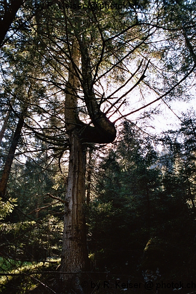 Trin-Mulin, Graubnden, Schweiz