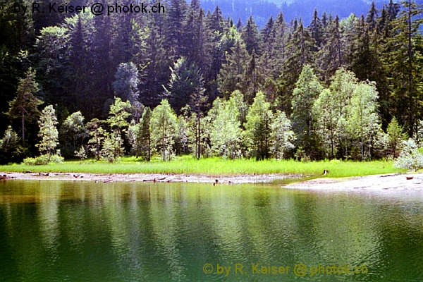 Chapfensee, Mels, St. Gallen, Schweiz