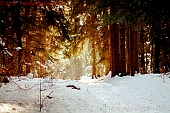 Winter-Wald 1