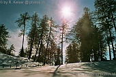 Winter-Wald 2