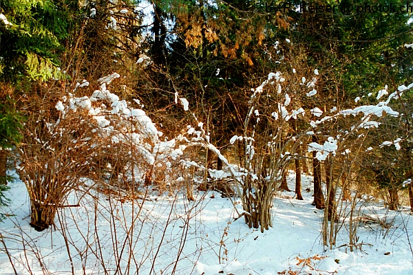 Domat/Ems, Graubnden, Schweiz