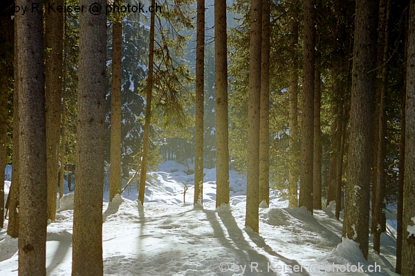 Arosa, Graubnden, Schweiz