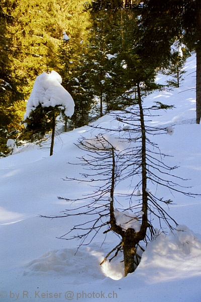 Arosa, Graubnden, Schweiz